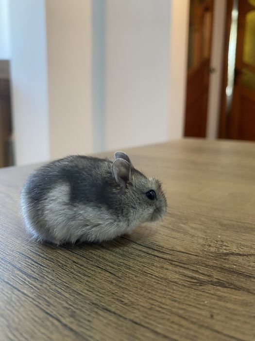 Hamsteri adorabili își caută casă!