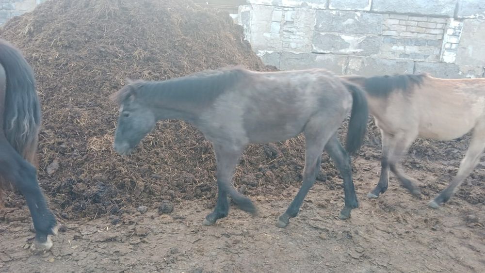 Көк бие ургашы тай.