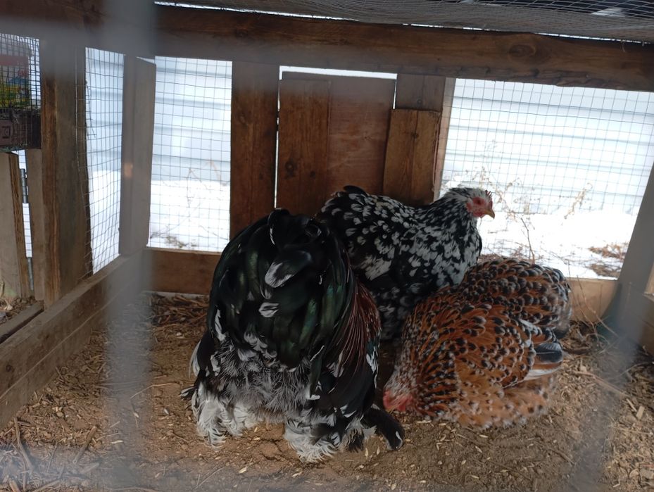 Продам карликовых кокинхинов две курочки и петушок.