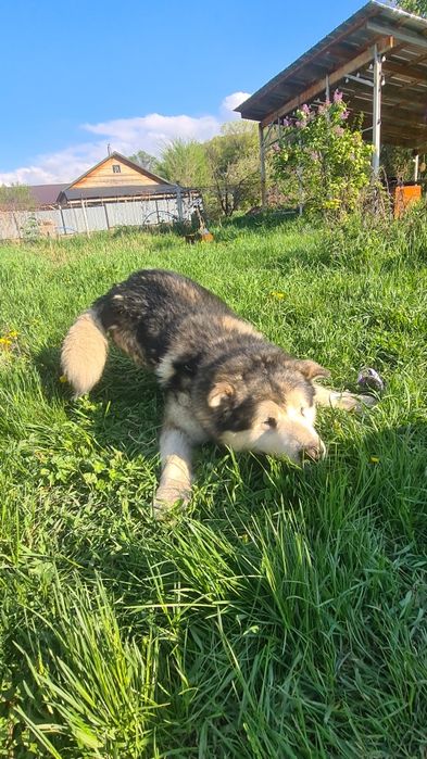 Аляскинский Маламут