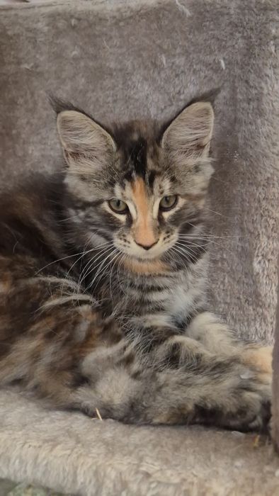 Pui pisica  Maine Coon