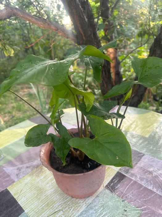 Продам комнатные цветы