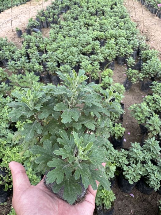 Цветы.                    .