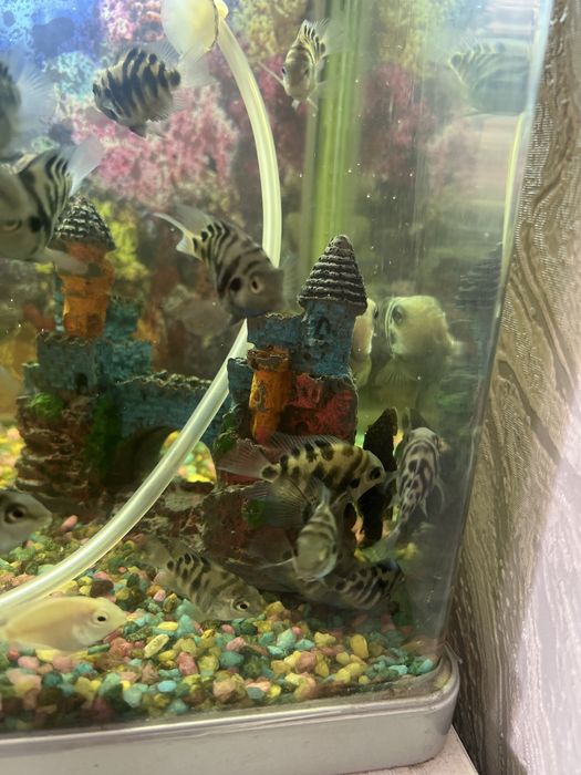 Аквариумные рыбы