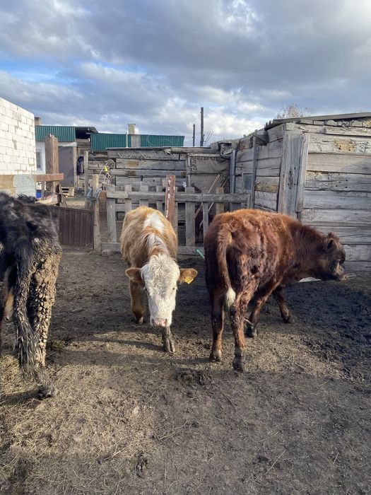 Продам  коров срочно