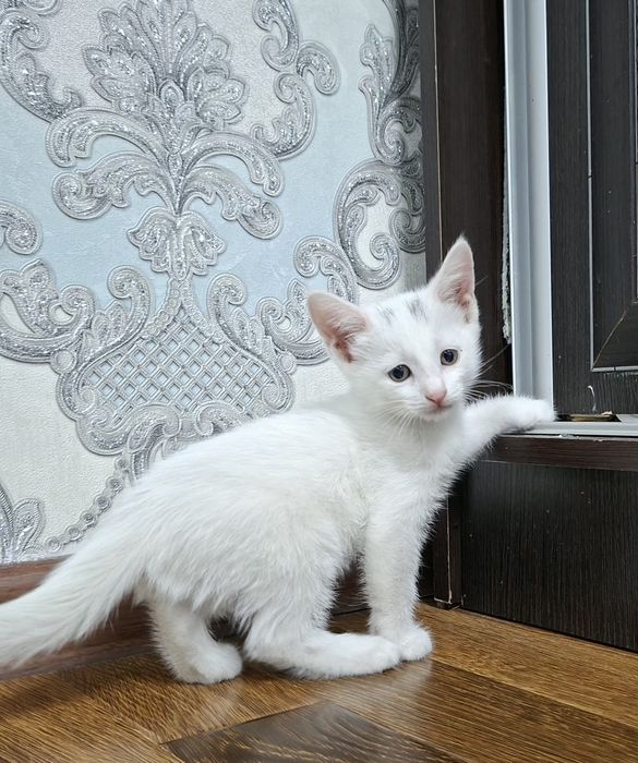 Котята хорошие руки