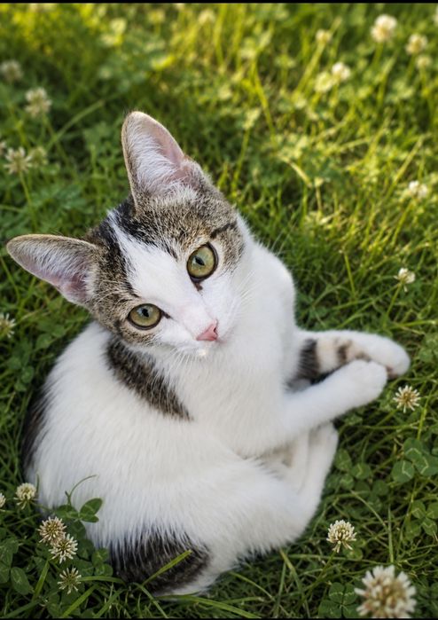 Отдам котика бесплатно в добрые руки