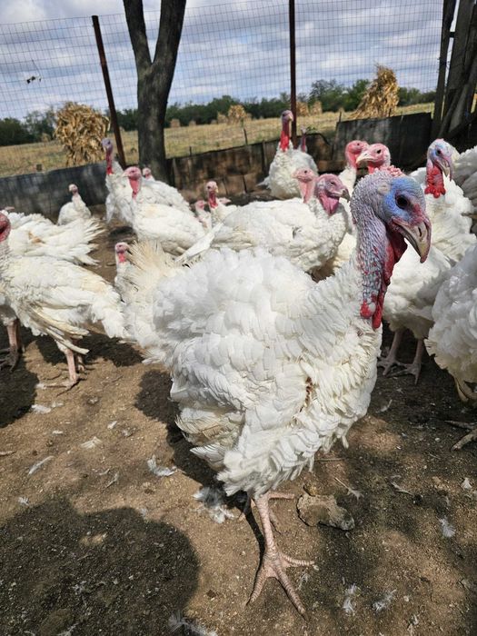 Curcani albi de carne