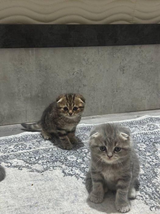 Mushuk bolalari котята
