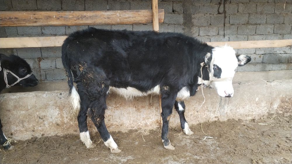 1 жасар құнажын мен ұрғашы бұзау