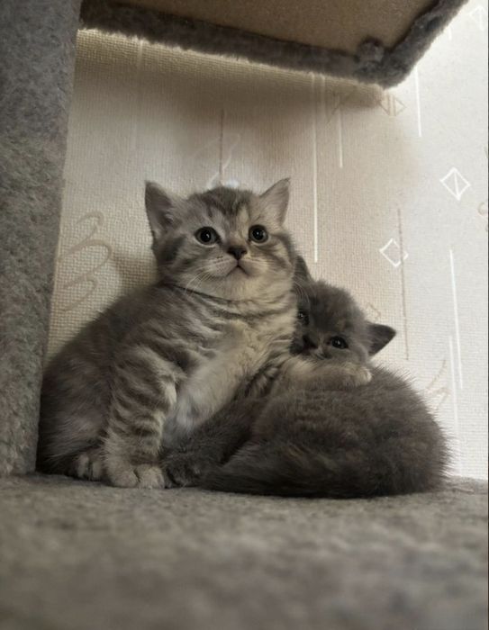 Британские котята