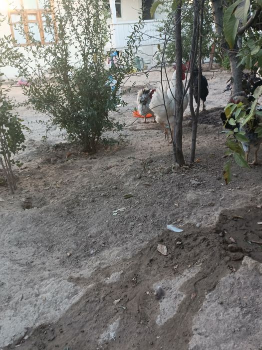 Xorozlar sotiladi domashniy zo'r boqilgan 5oylik