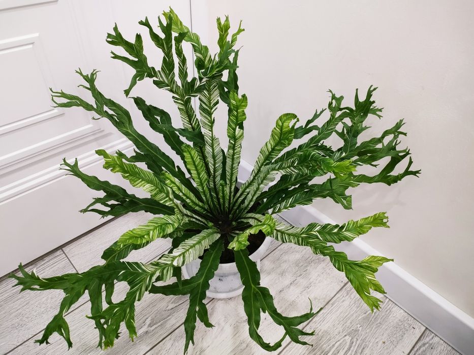 Комнатные цветы, доставка.