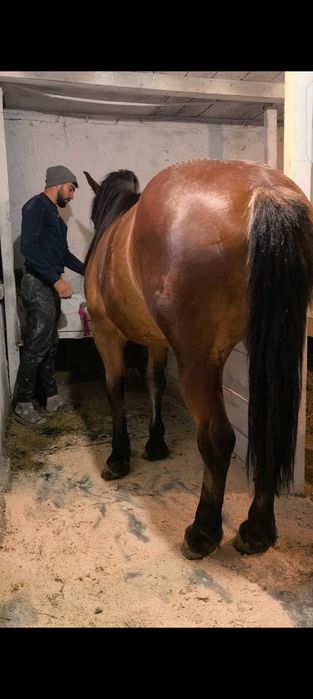 Mânză de 1 an și jumătate