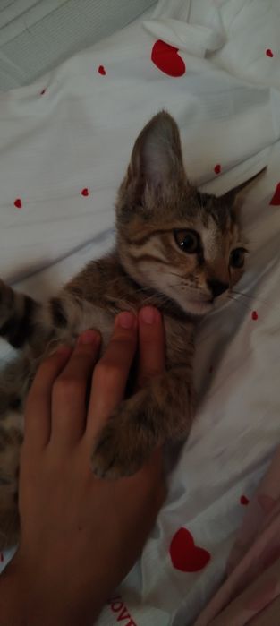 4 котята очень милые и умные отдам в добрые руки