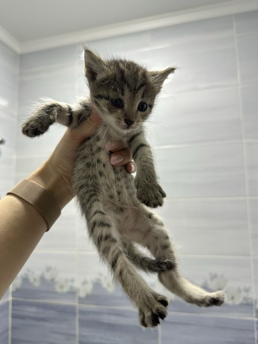 Котята бесплатно