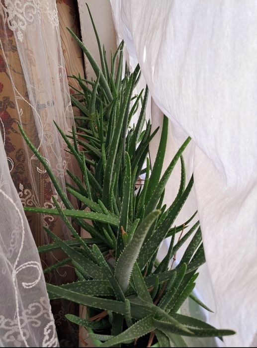 Продам алоэ вера