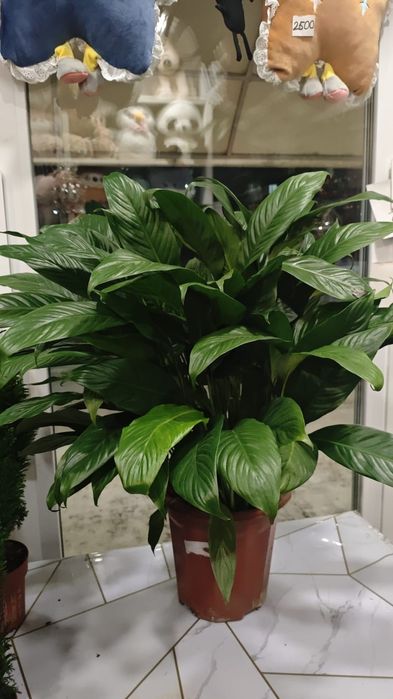 Продам комнатные цветы