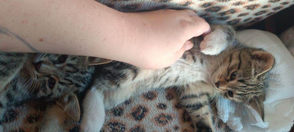 Котята в добрые руки
