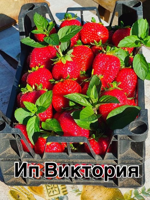 Рассада клубники