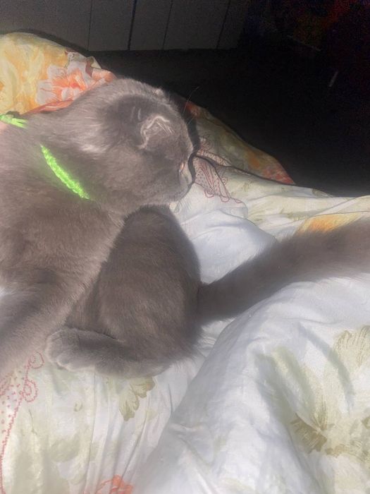 Продам вислоухого шотландского котика