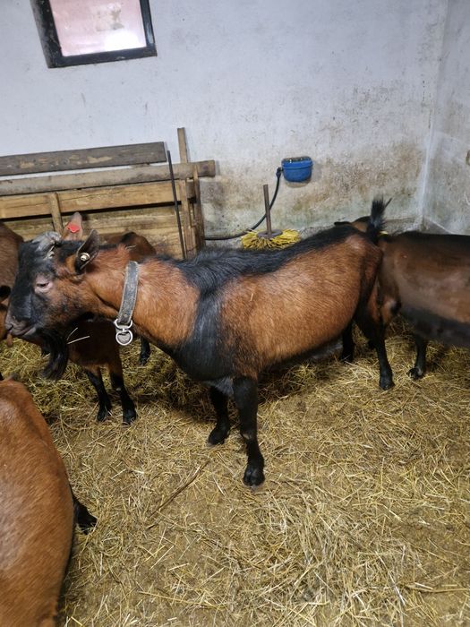 Tapi cu certificat de origine