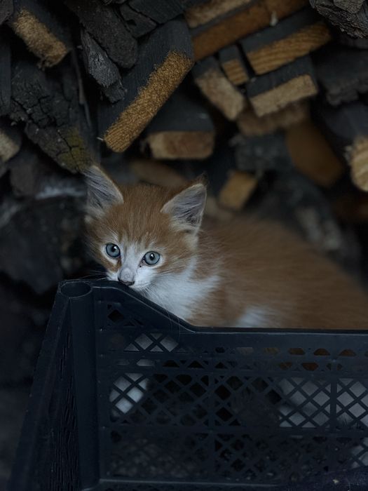 Отдам котят в добрые руки