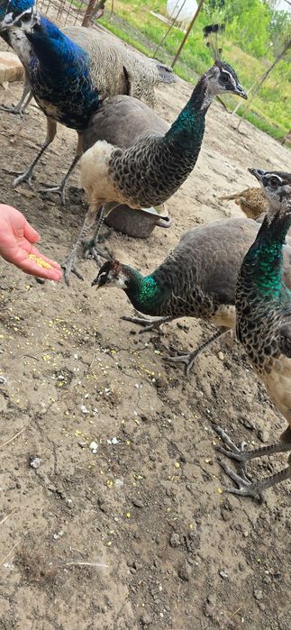 Vand pauni si fazani