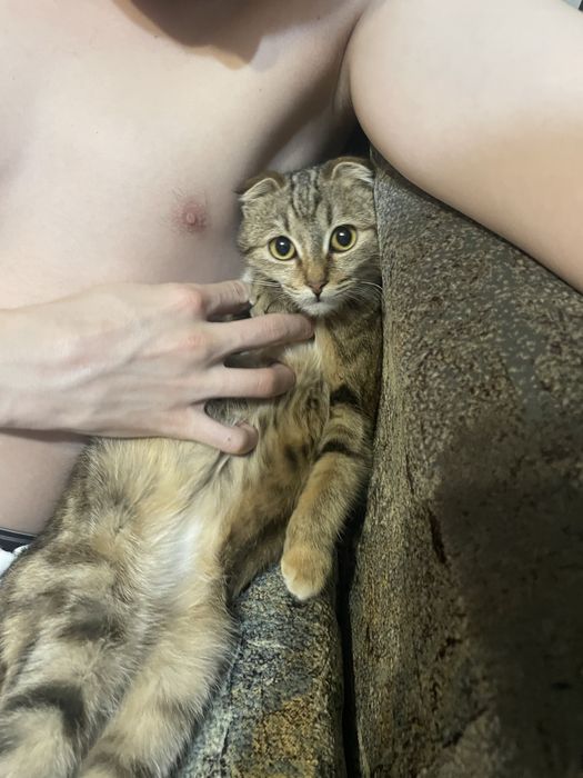 Британские веслухоте породистые 5 месяцев