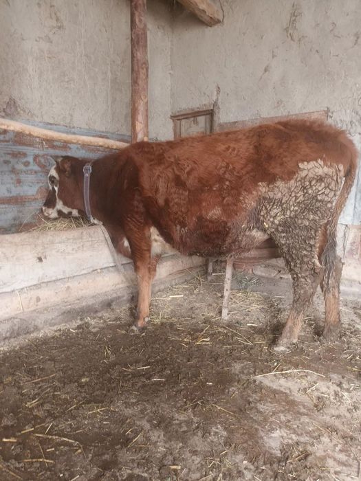 Бугуз сигирла пародали