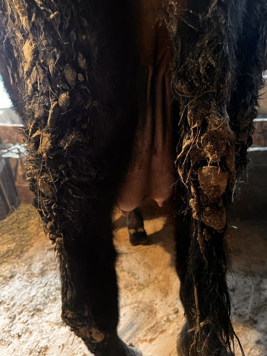 Продам карову с теленком