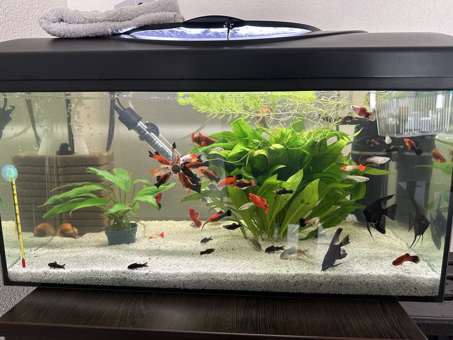 Acvariu complet echipat