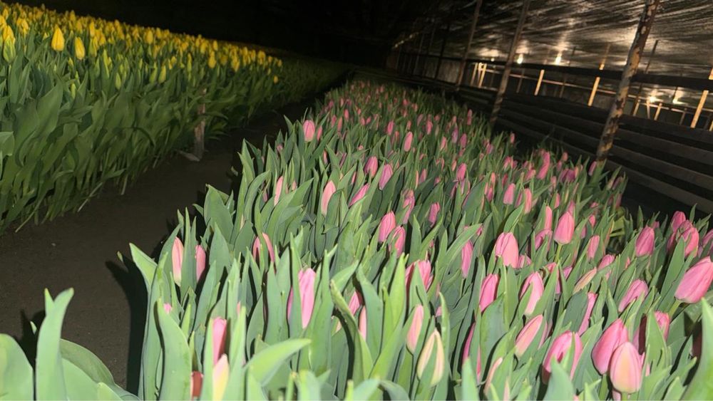 Предзаказ тюльпанов доставка бесплатно