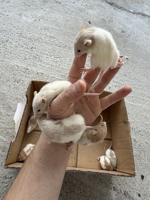 Sobolani de companie