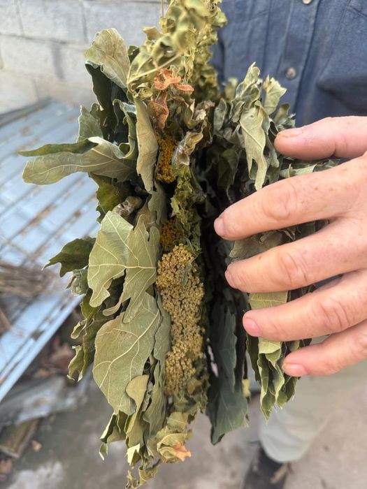 Веники для бани + ДОСТАВКА