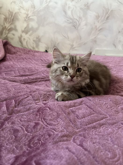 домик для котов новый