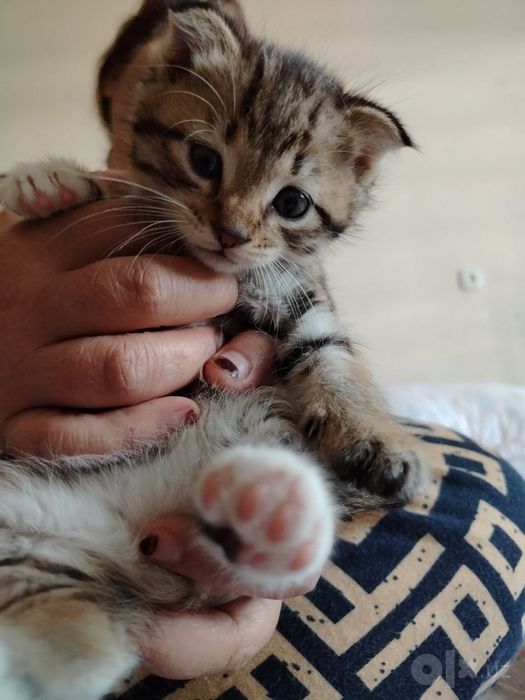 Scottish Fold sotiladi