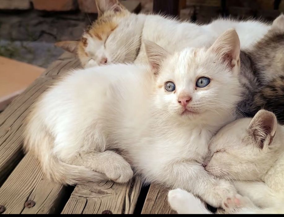 Котята ищят свой дом!