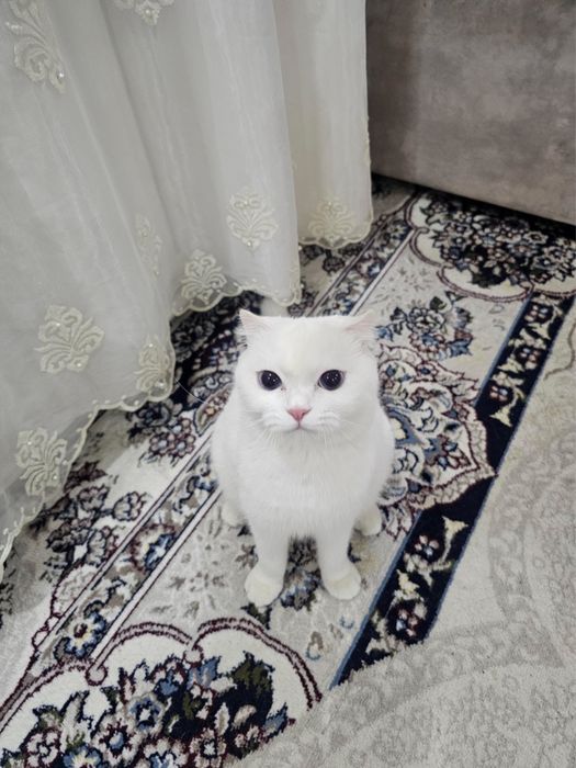 Mushukcha sotiladi zotdor