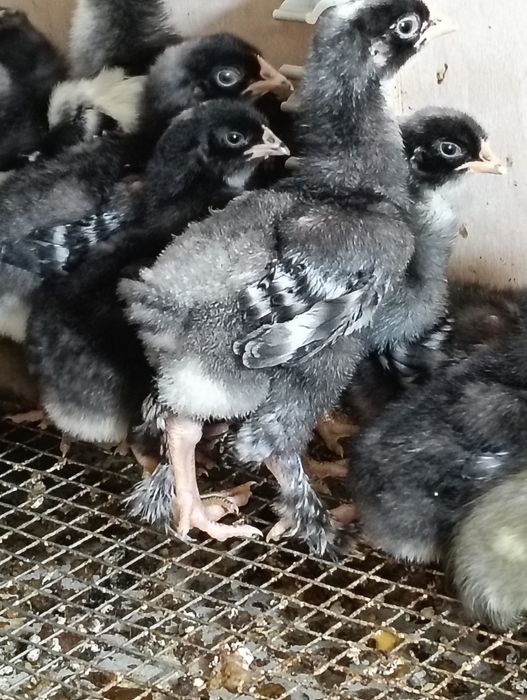 Продам циплят Мехеленская кукушка