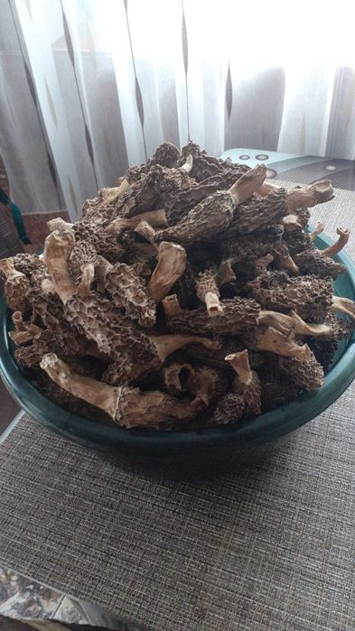 Zbarciogi morcela esculenta uscati