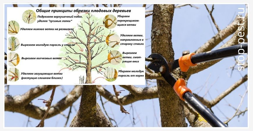 Богбон. Дарахт ва арчаларга шикл бериш.Садовник Обрезка деревьев и кус