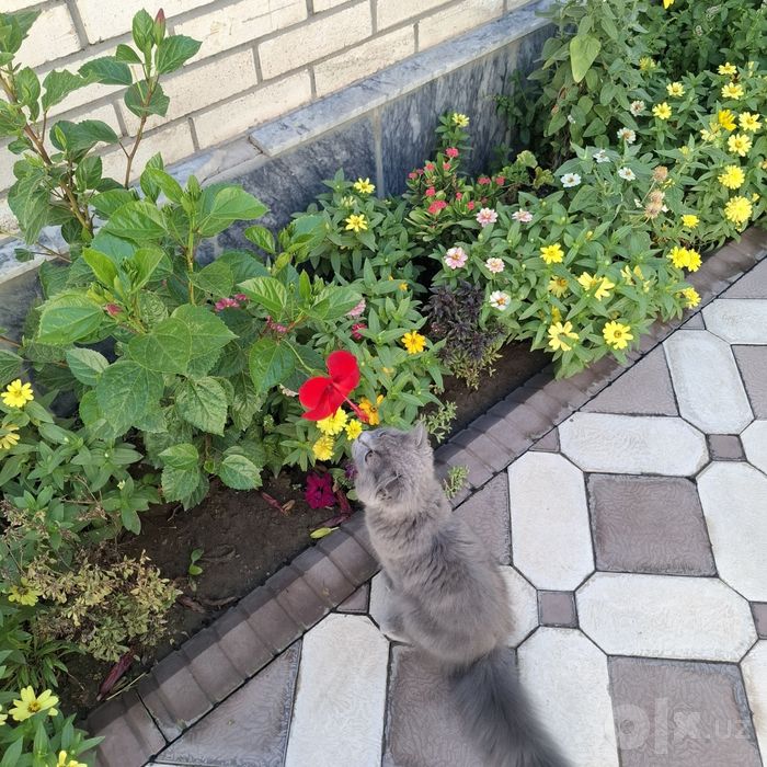 Зотли мушук сотилади