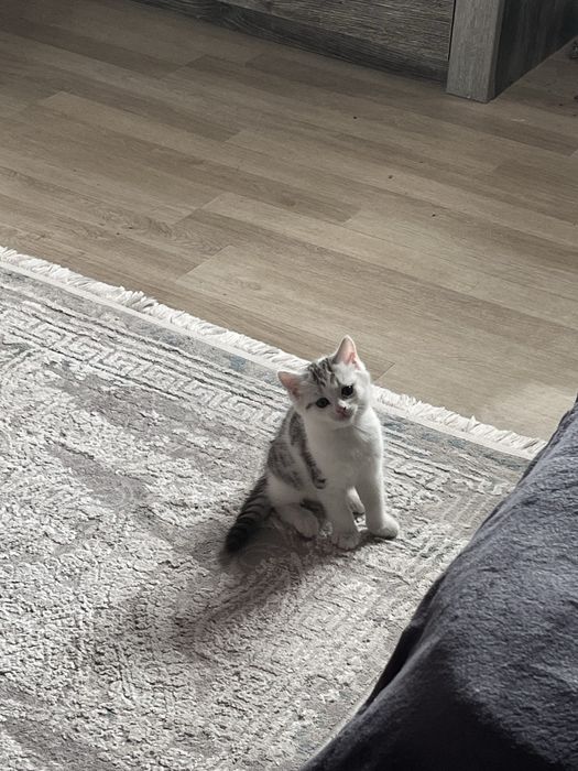 Отдам кошку в хорошие руки