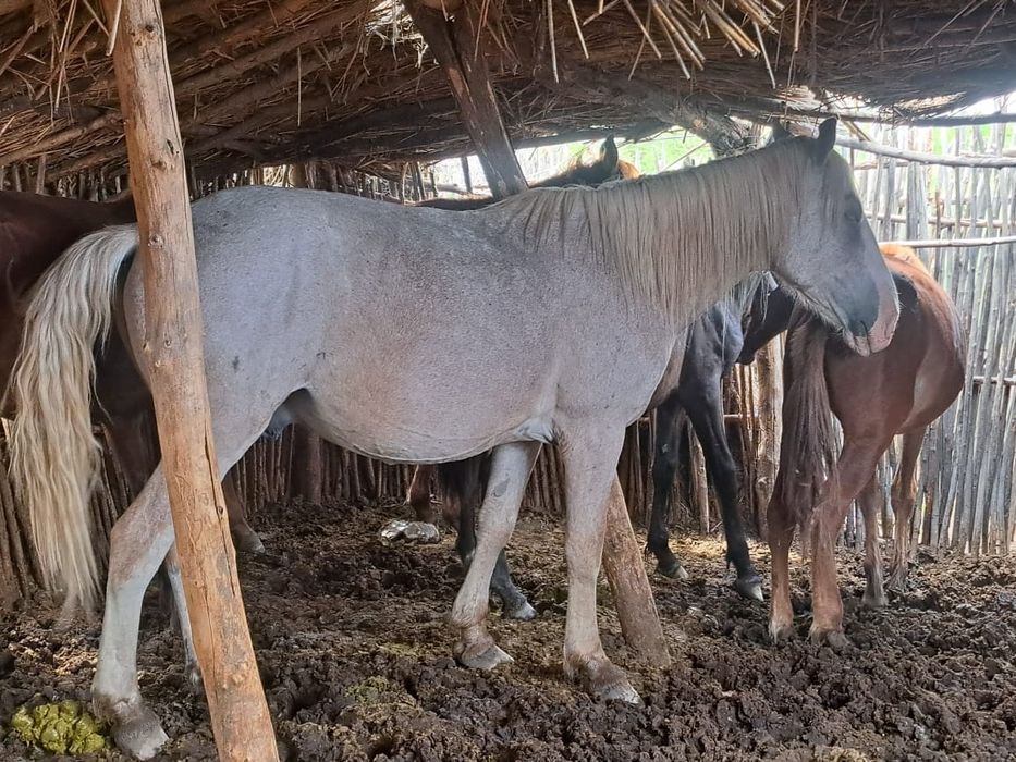 ат пішпе 8 ЖАСАР