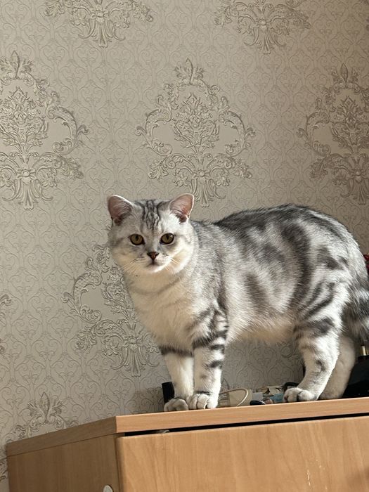 Ищем кошку для вязки