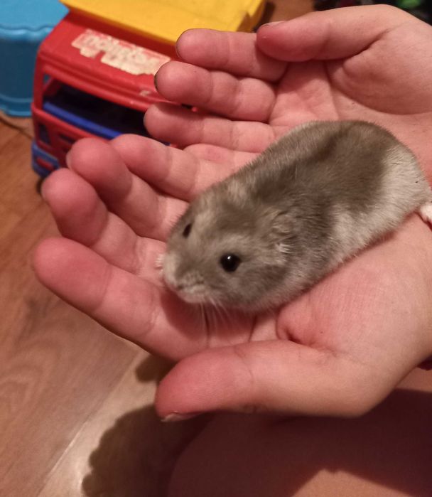 Хомячок с клеткой