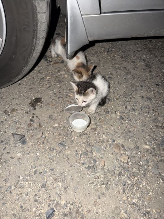 Отдам котят в добрые руки