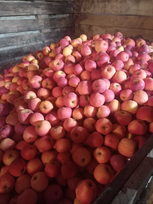 Mere de consum, soiul Florina