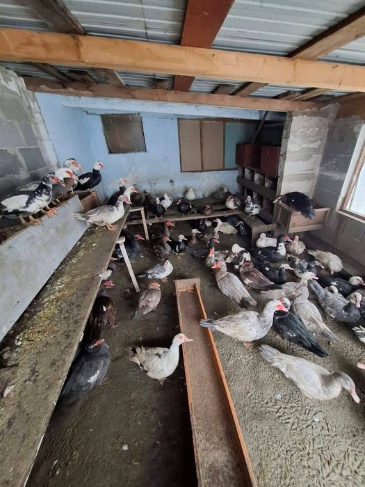 Ouă incubat rața gașca gaină